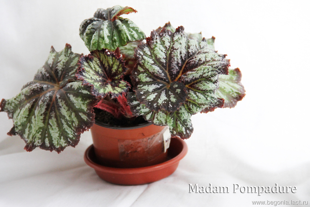 B. ‘Madam Pompadure’